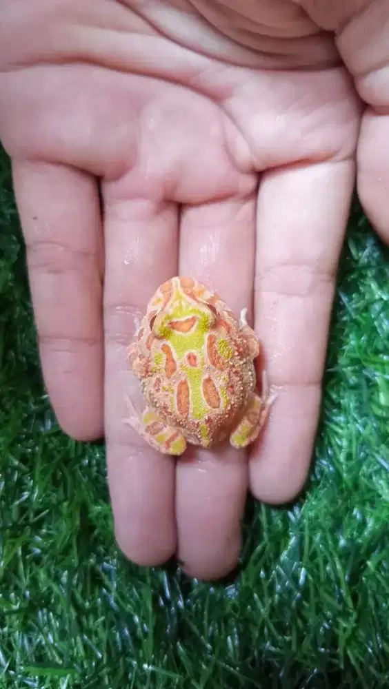 Baby pacman frog Sunburst