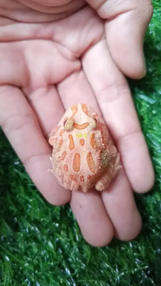 Pacman Frog Morph Strawberry