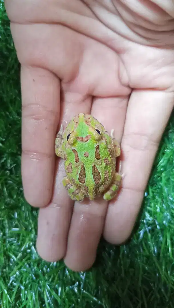Pacman Frog morph Green