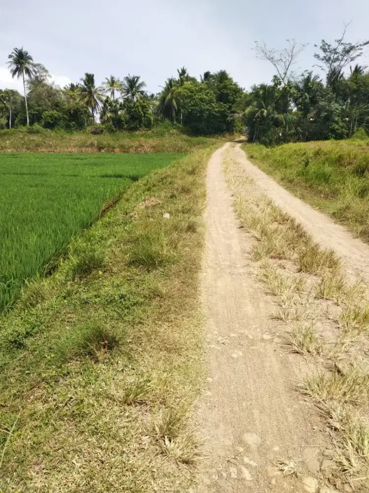 Jual sawah produktif