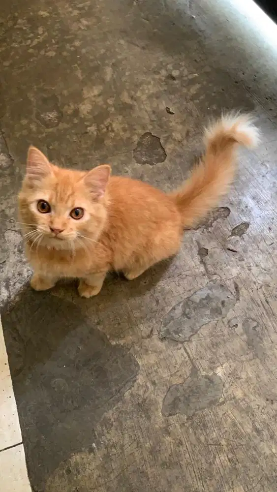 Kucing persia jantan