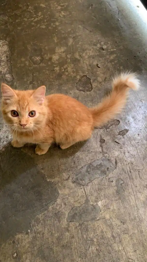 Kucing Mixdome jantan