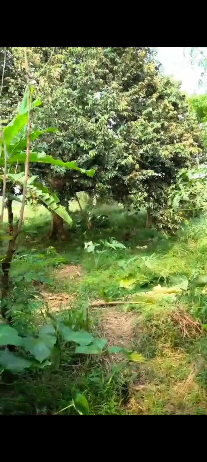 Jual Cepat BU Tanah Lahan Daratan 370 meter di Ciseeng