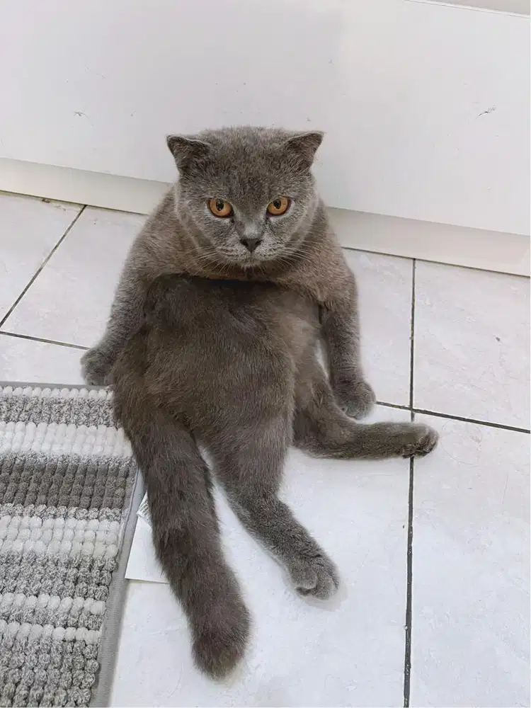 SALE Jual borongan kucing ras