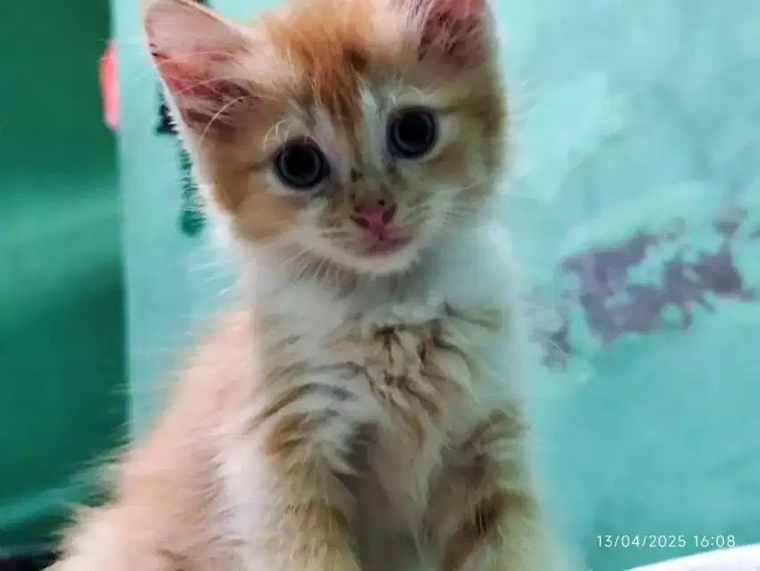 Open Adop, kitten 2 bln