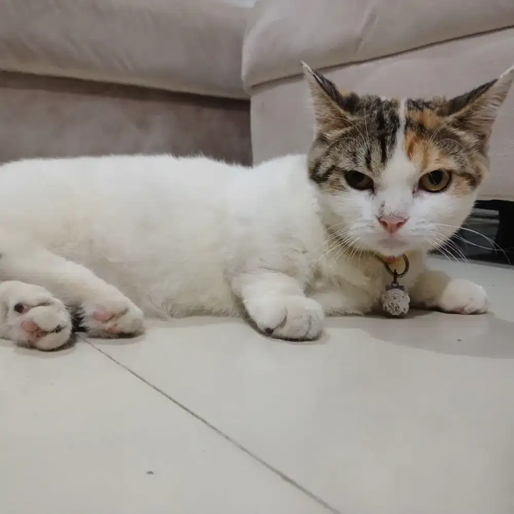 Kucing Munchkin Cebol Betina Calico