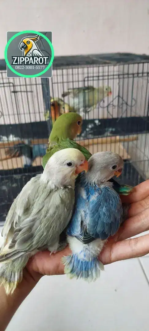 Lovebird jinak jenis non klep skil juga ada