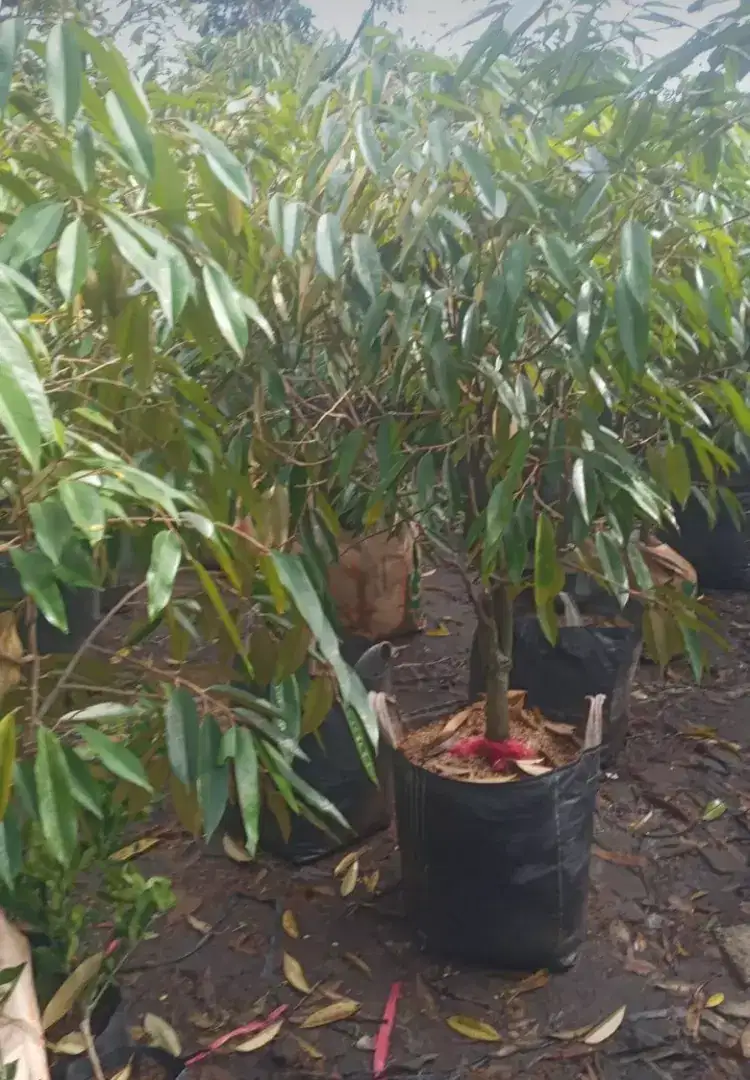 Aneka jenis pohon durian