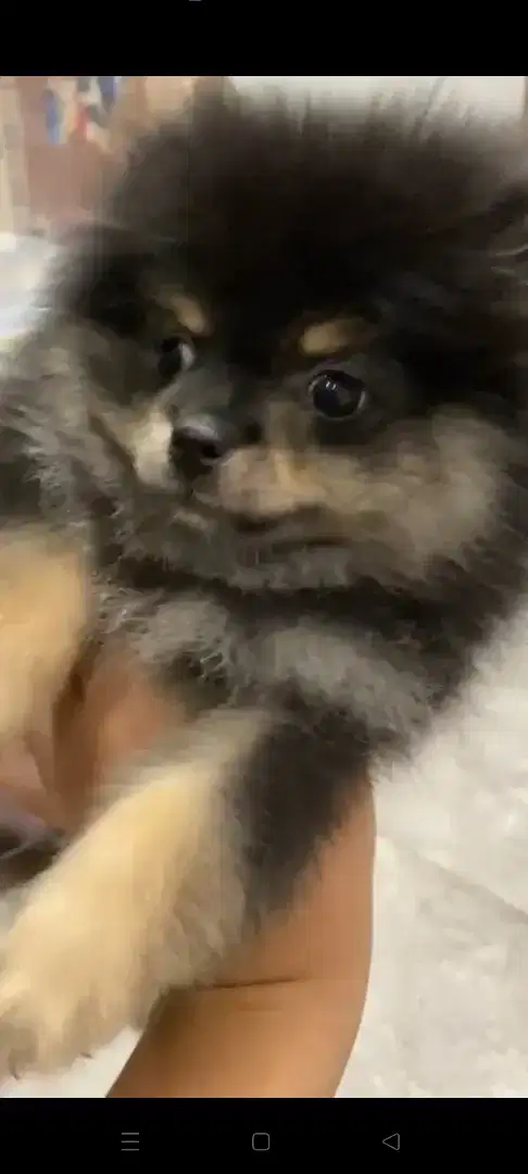 Minipom Blacktan Jantan stb vaksin