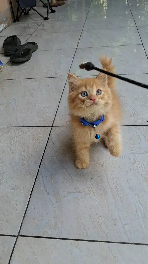 Kucing Persia Jantan 2 bln