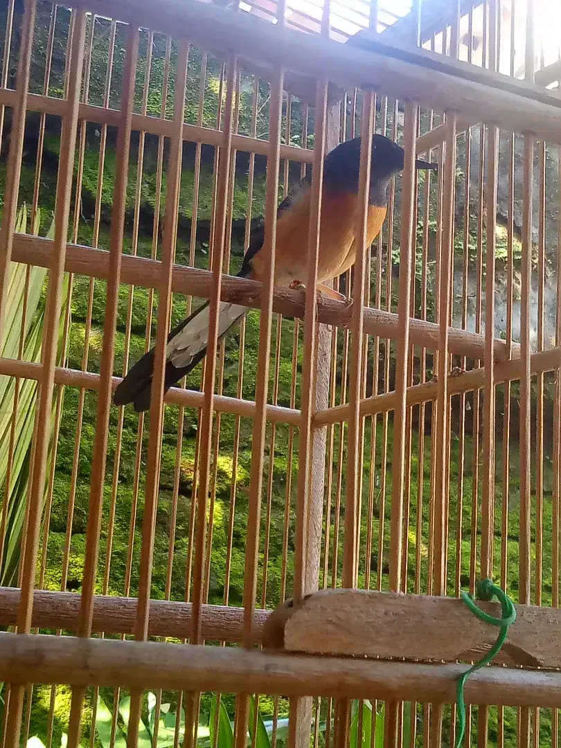 Jual Murai Batu