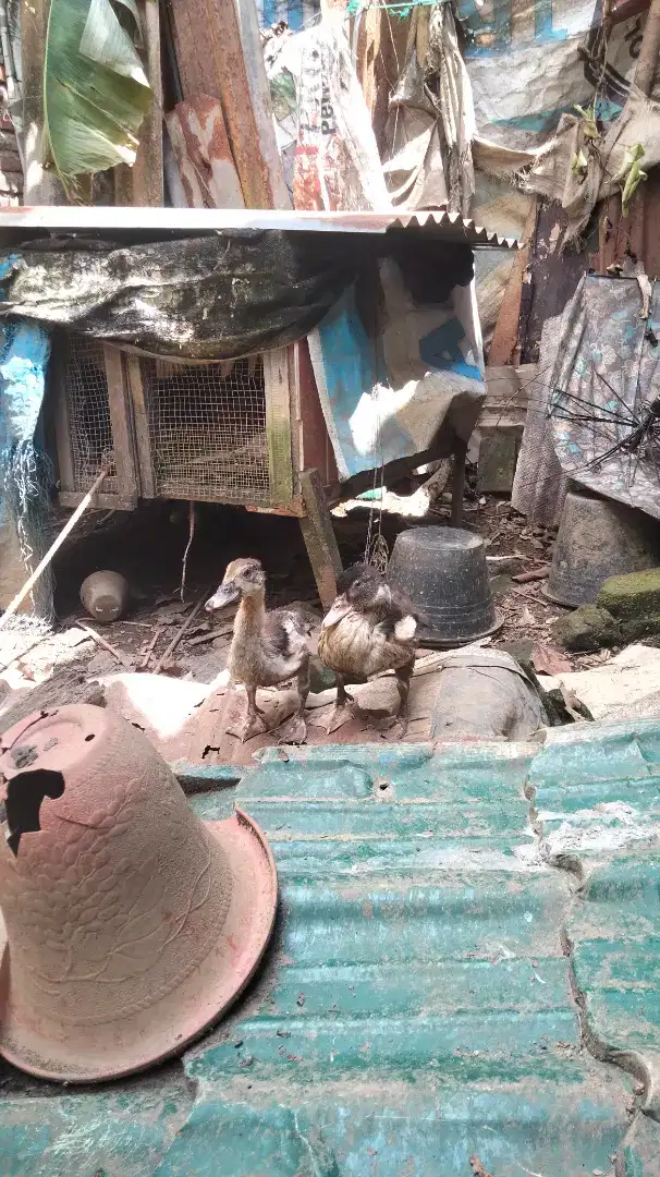 Dod anak entok kampung