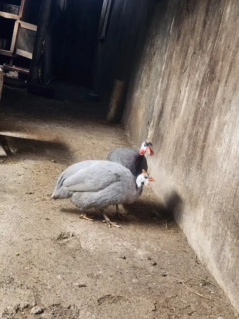 Ayam mutiara spsang udh nelor bawa sma tlor tlor nya bekasi a5 aj