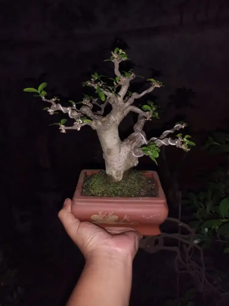 Bonsai anting putri