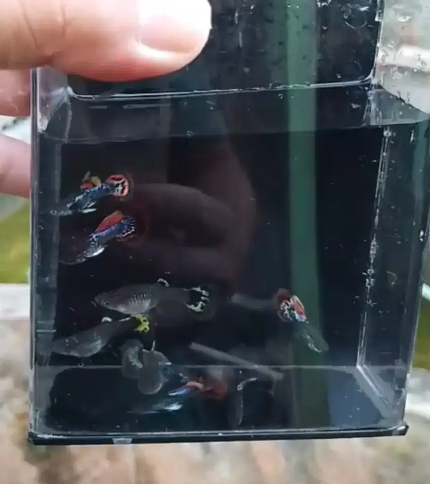 Guppy gapi hias ikan cendolan dragon murah