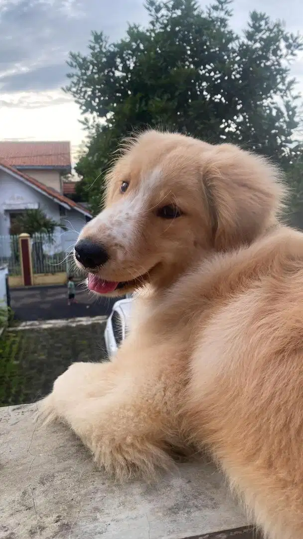 OPEN ADOPT GOLDEN RETRIVER