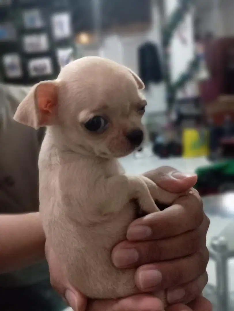 Jual Anjing Chihuahua
