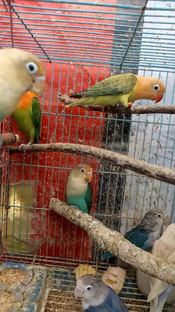 Aneka lovebird mantul