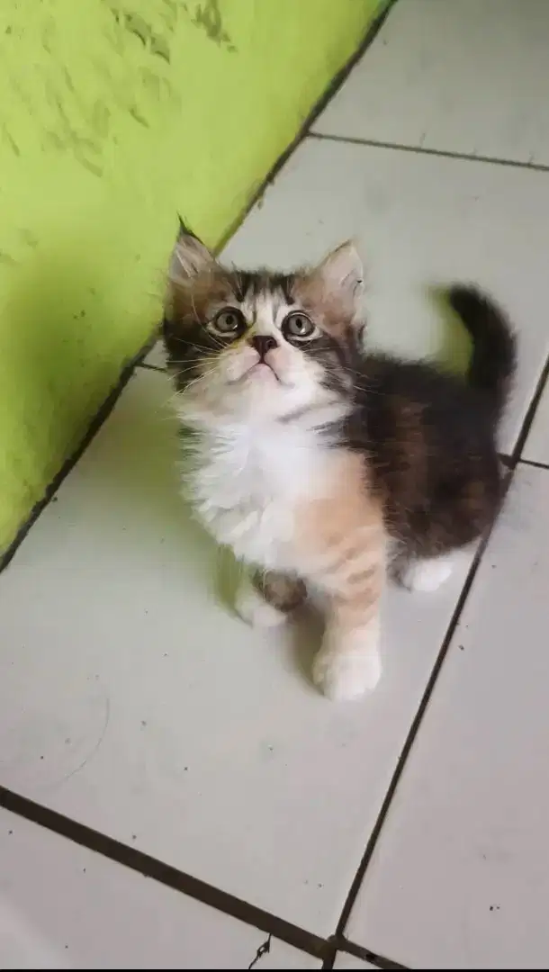 Lepas adopt, kitten mix dome