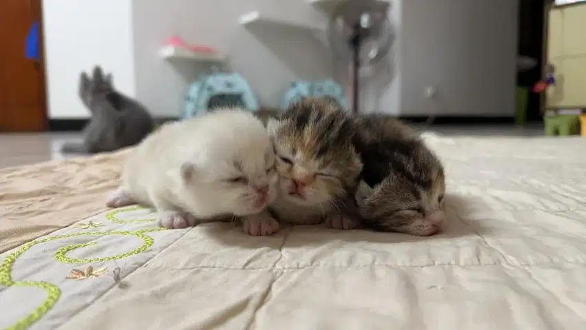Open booking munchkin calico lucu
