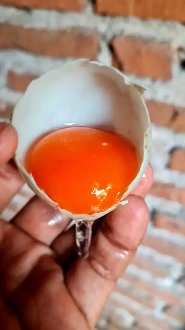 Telur Bebek Omega Mentah Fresh Kandang