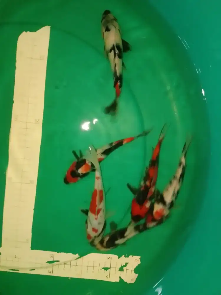 Ikan koi jenis SHOWA 17cm grade A
