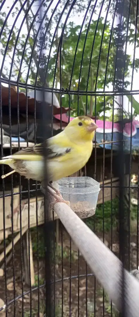 Kenari paud af jamin jantan