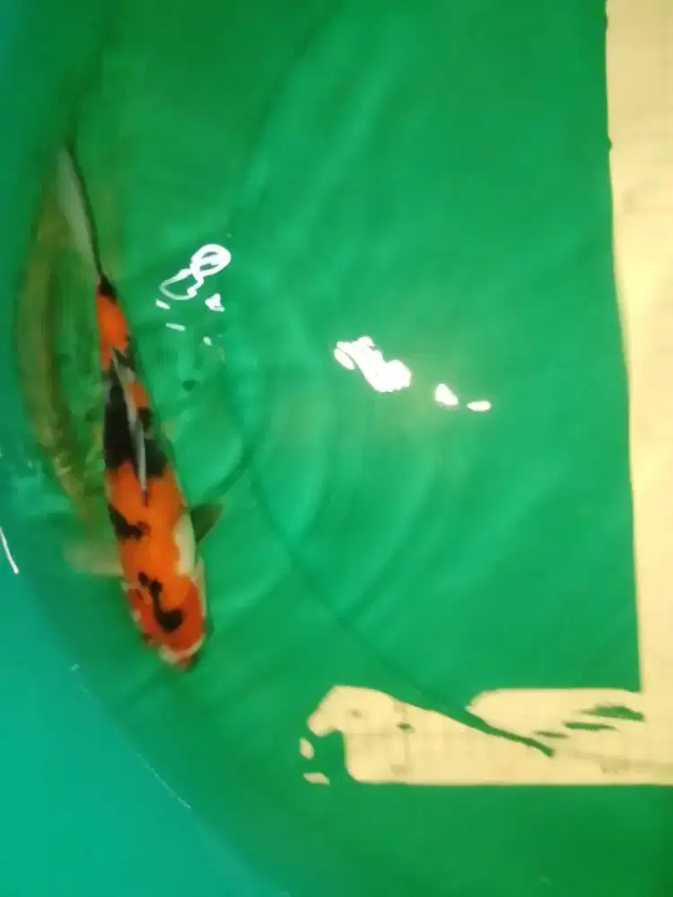 Ikan koi jenis SHOWA 28cm