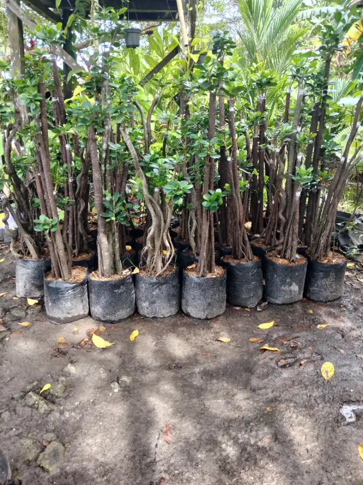 Jual bonsai dolar cantik