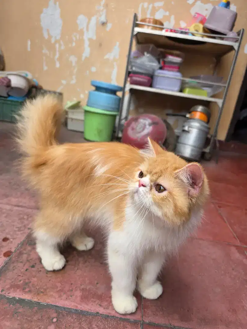 Kucing Persia Peaknose