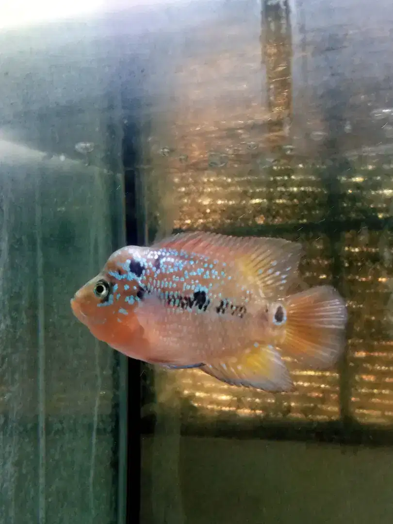 Jual ikan louhan kamfa f2 twotone size 5 cm