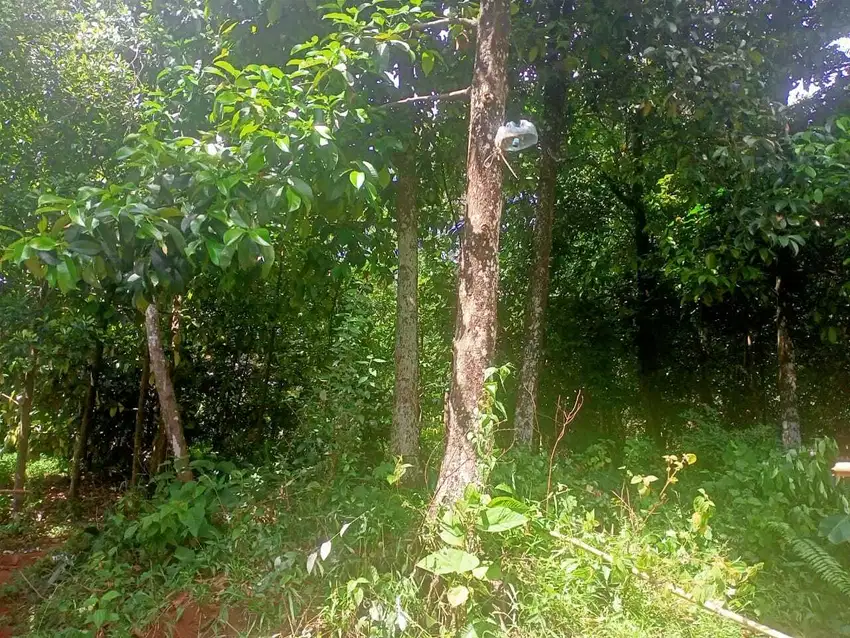 Kebun manggis sudah produktip