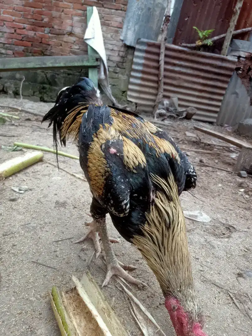 Jual ayam jantan jalak