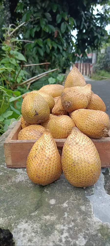 salak gading turi
