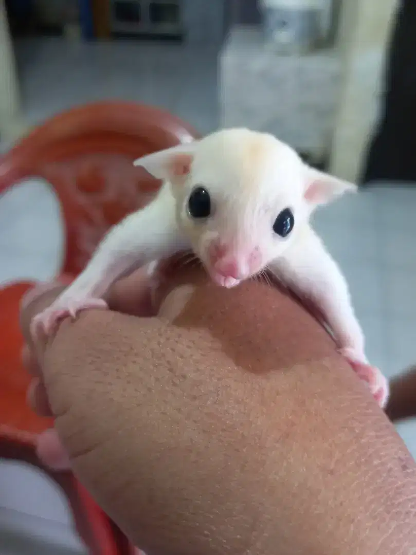 Sugar glider leu leucistic