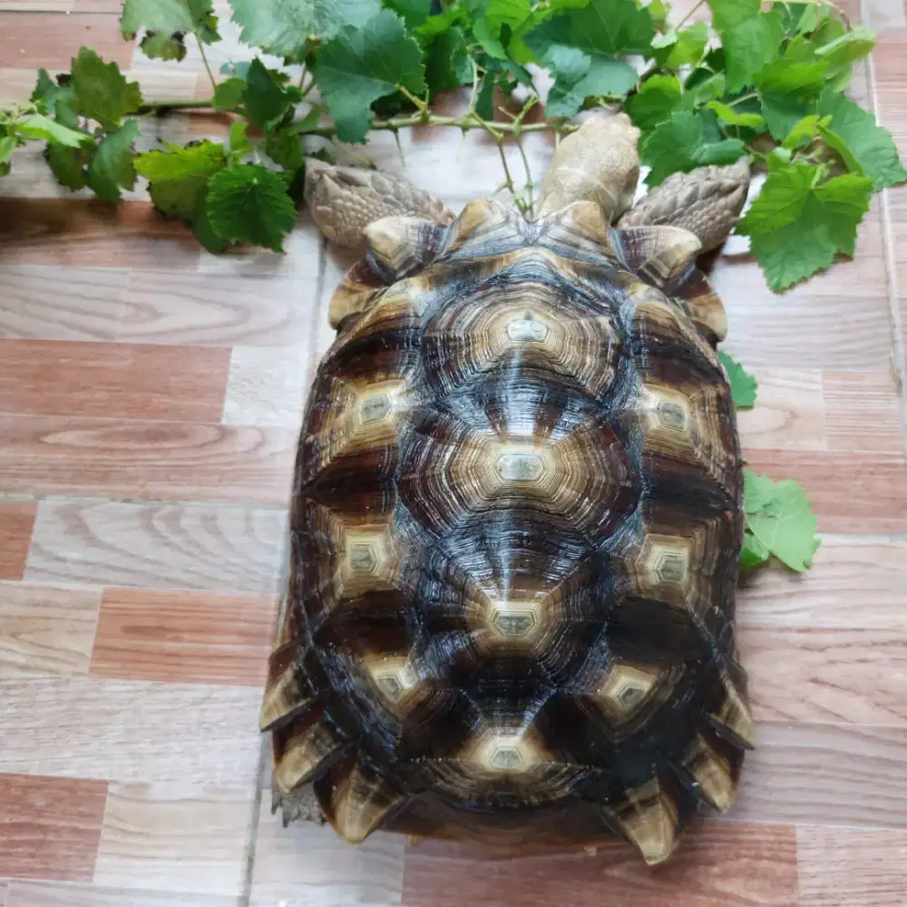 SULCATA TORTOISE
