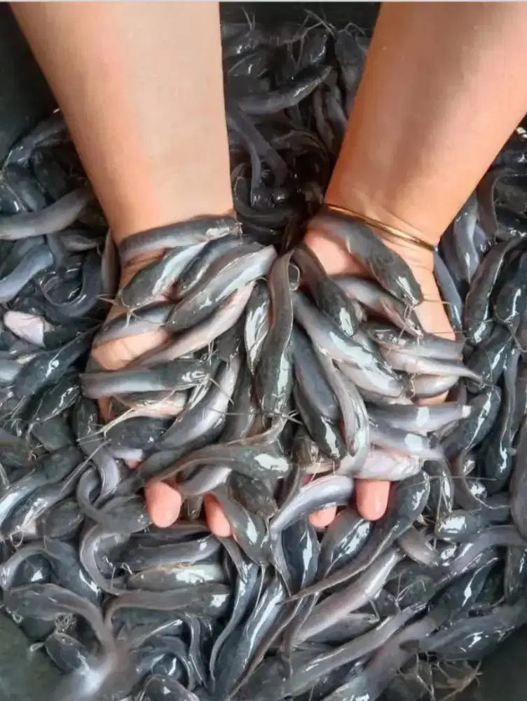 Jual bibit ikan lele ikan tedy siap kirim yg minat wA