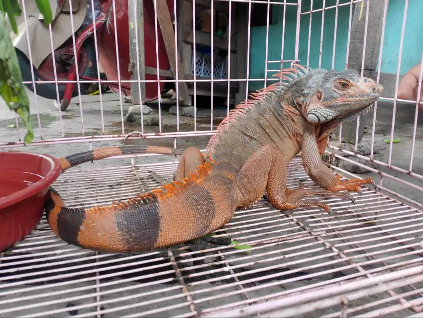 Iguana red jinak