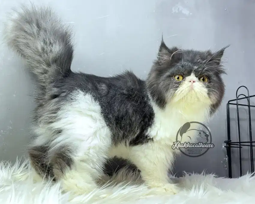 Kucing Persian Peaknose Jantan