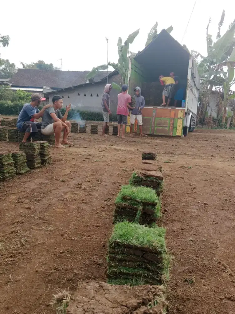 Jual rumput lapangan sepak bola jepara permeter