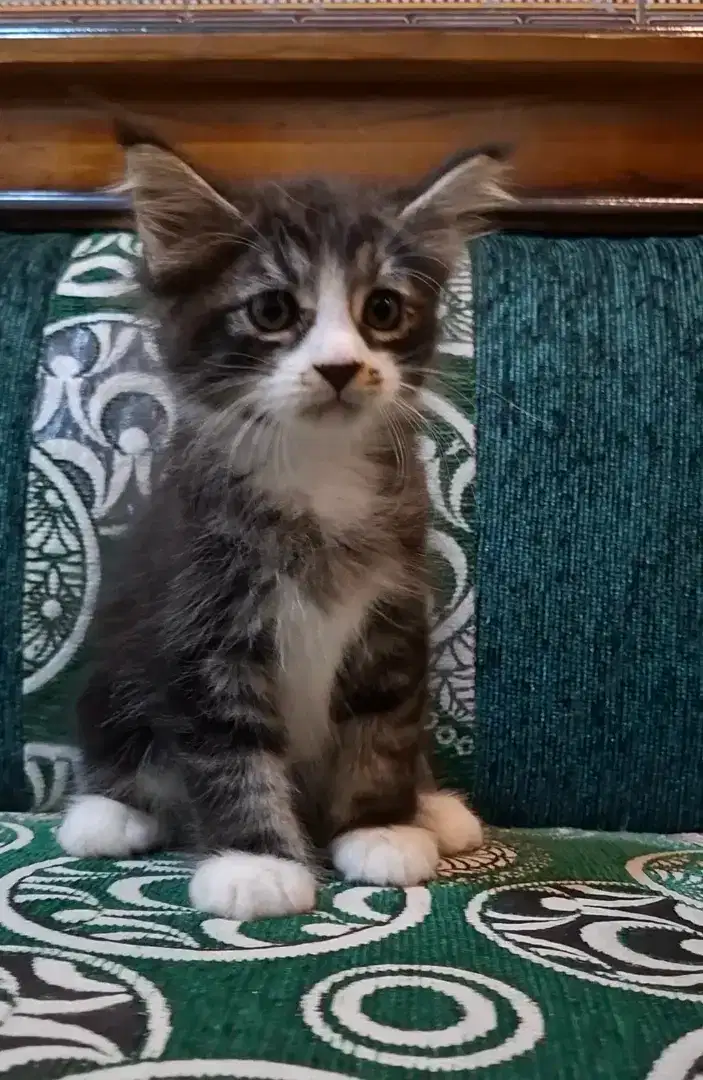 Kitten Maine Coon (Line PED CFA)