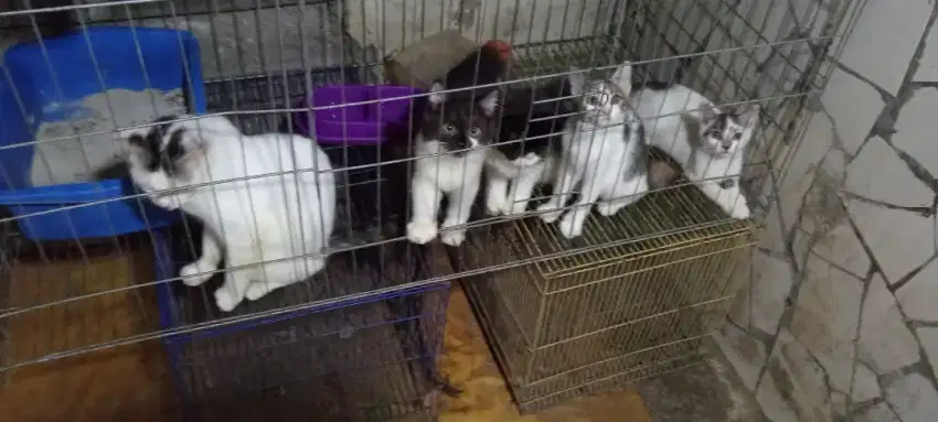Open adopsi kucing satu keluarga