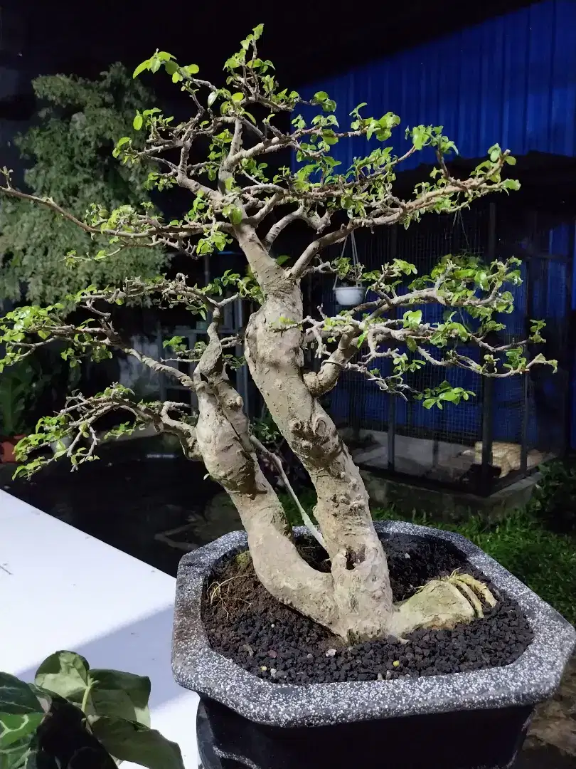 Bonsai serut twin medium