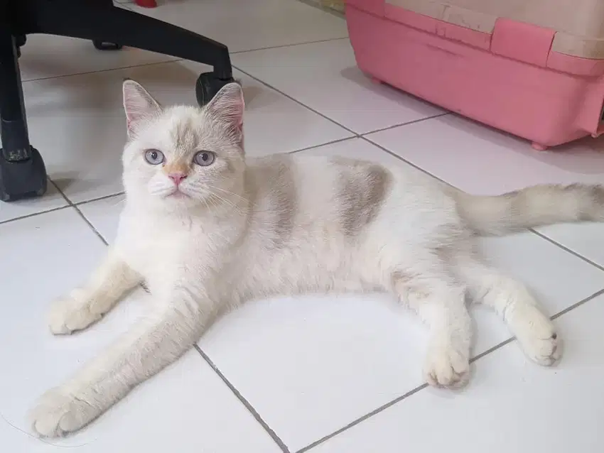 Lepas Adopt persia