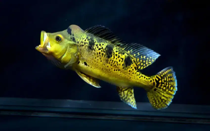 Ikan P bas Kalberi