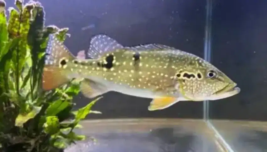 Ikan P bas Pinima