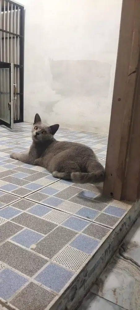 Kucing British Shorthair (BSH)