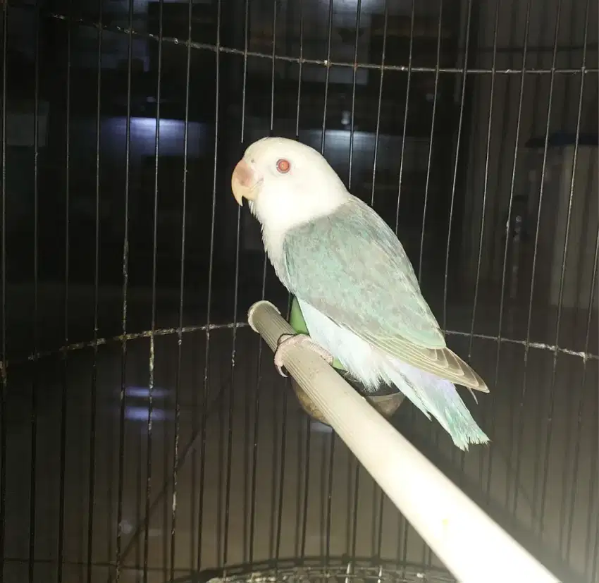 Lovebird blue dun fallow//bio