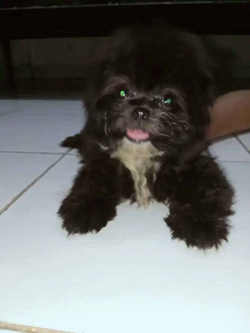 Mini Pom mixed Shipoo