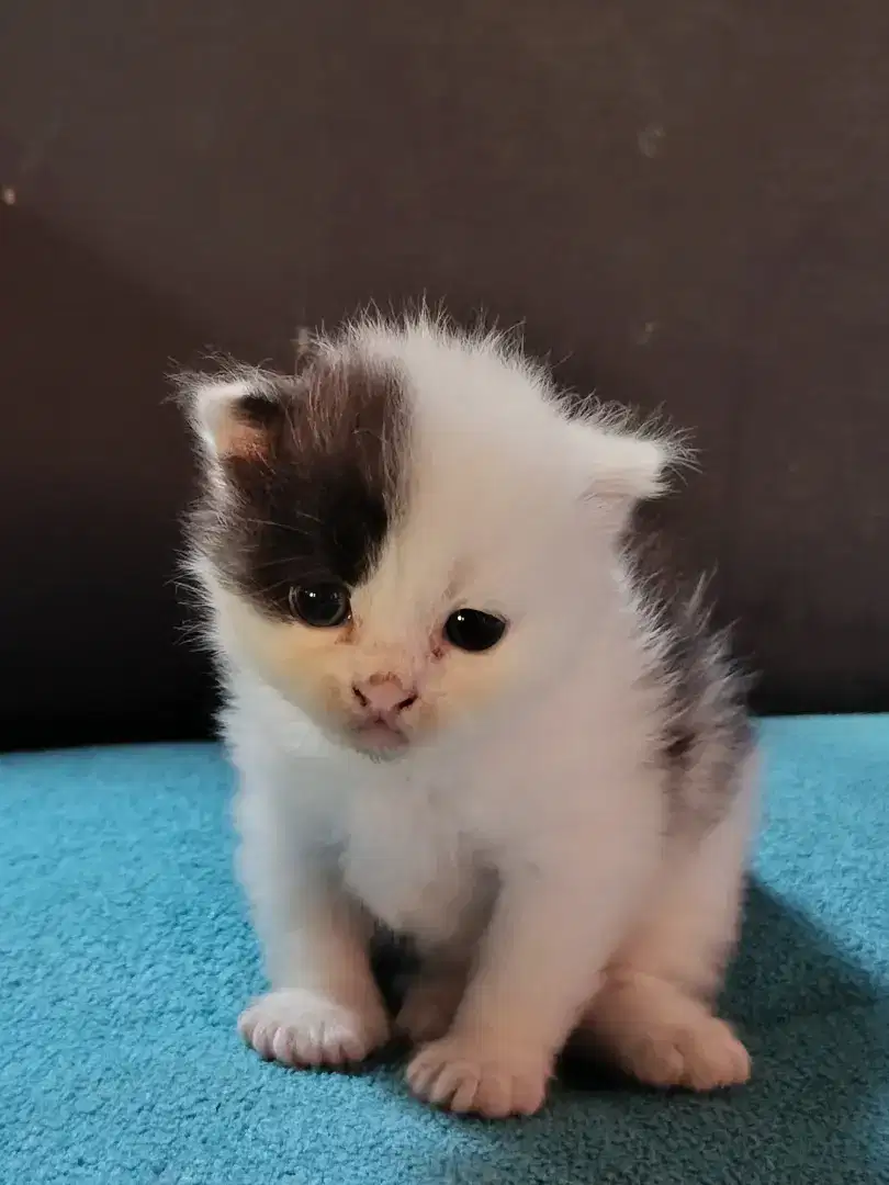 Kitten Persia medium